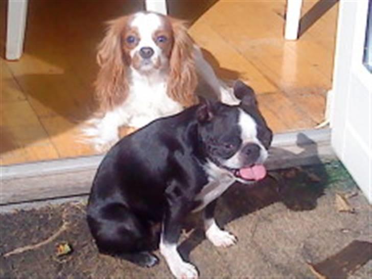 Boston terrier Debbie - jeg vogter over mit ben . det er lidt svært at se men det er der billede 7