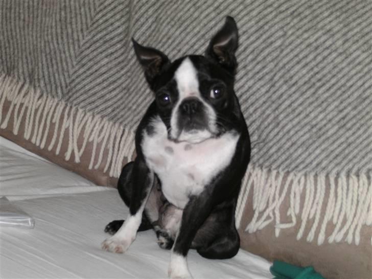Boston terrier Debbie billede 8