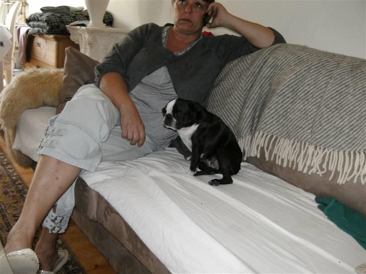 Boston terrier Debbie billede 9