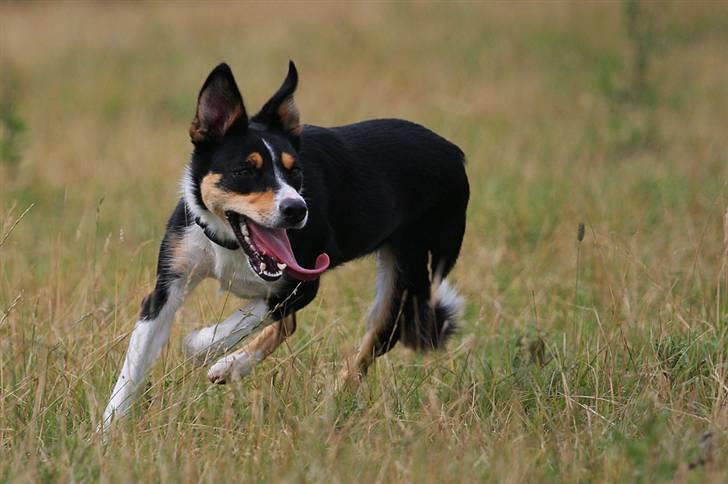 Border collie Tess billede 6
