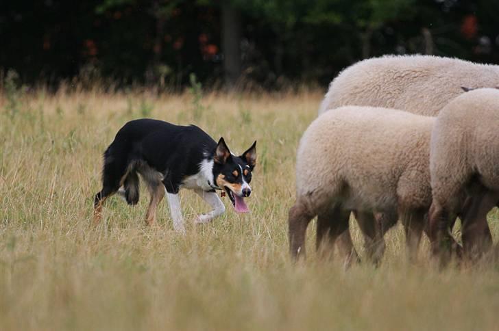 Border collie Tess billede 7