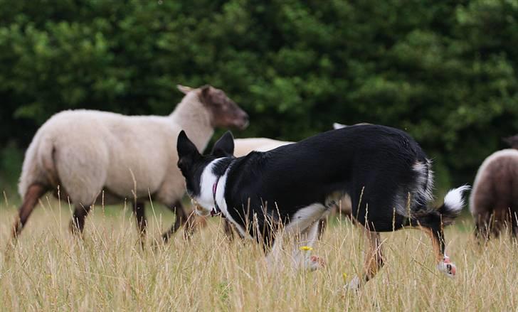 Border collie Tess billede 8