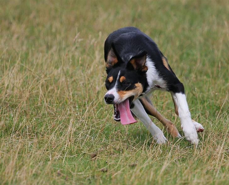 Border collie Tess billede 9