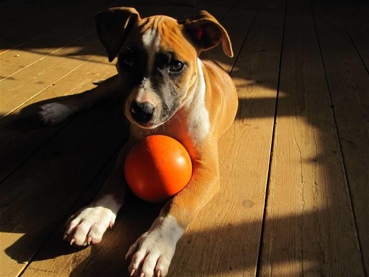 Amerikansk staffordshire terrier *C*A*N*A* - 9 uger billede 1