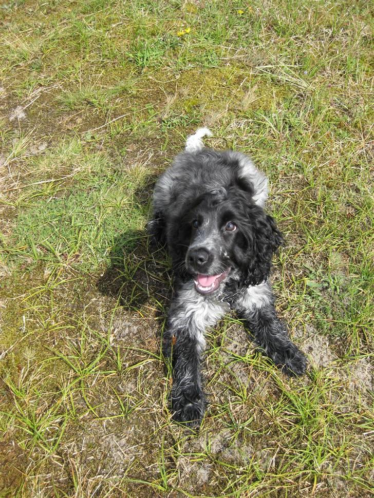 Cocker spaniel Kenzo - 15 uger gammel billede 1
