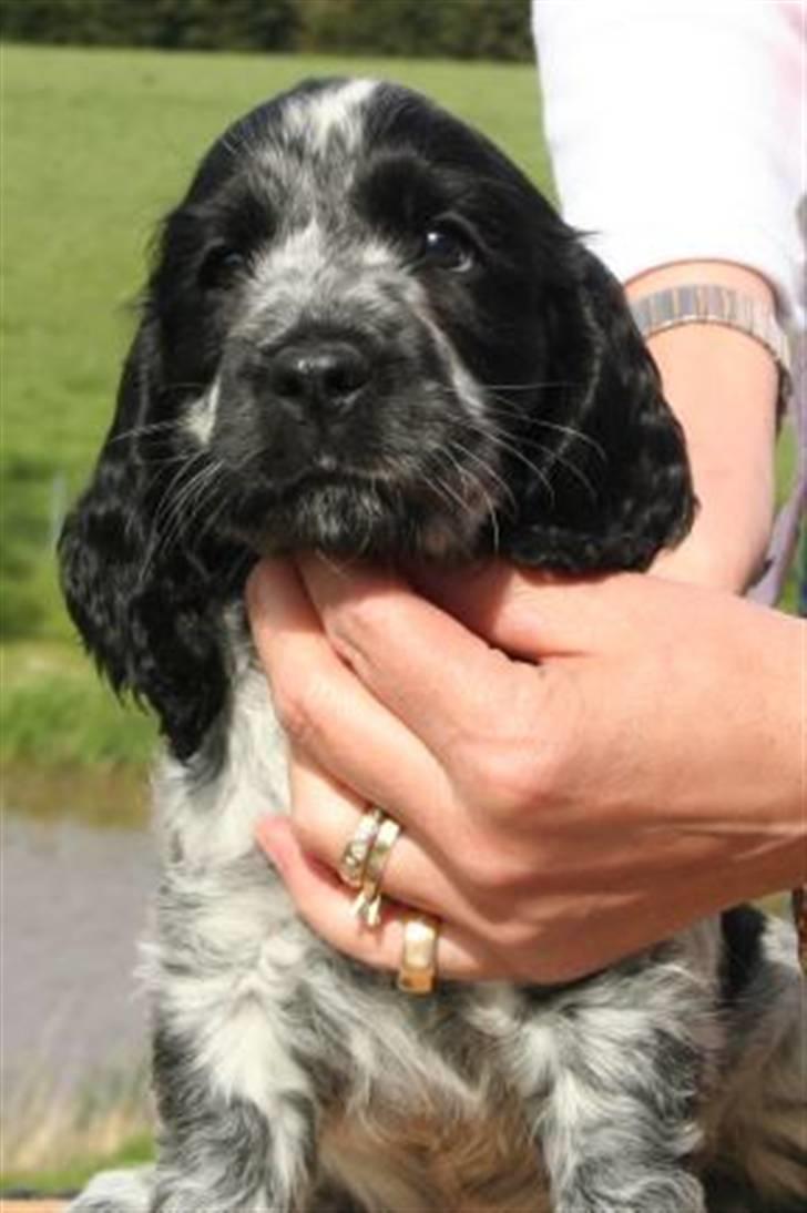 Cocker spaniel Kenzo - 6 uger gammel billede 2