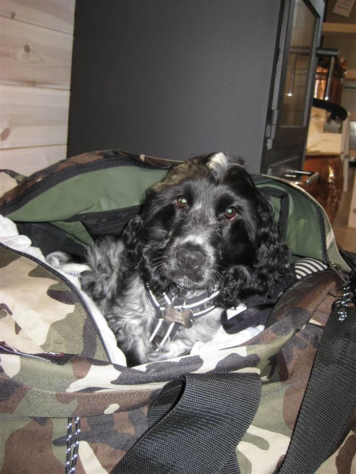 Cocker spaniel Kenzo - Hyggeligt at ligge i tasken... billede 4