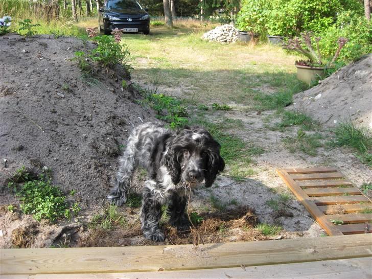 Cocker spaniel Kenzo - Så sjovt at grave i haven... billede 5