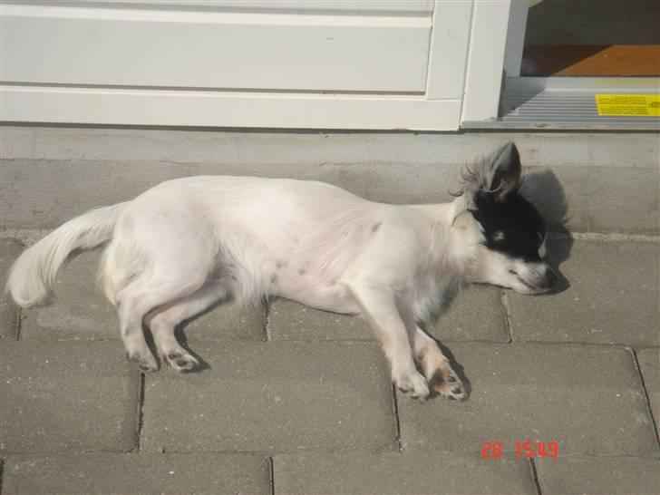 Chihuahua Lerche`s Dine billede 13