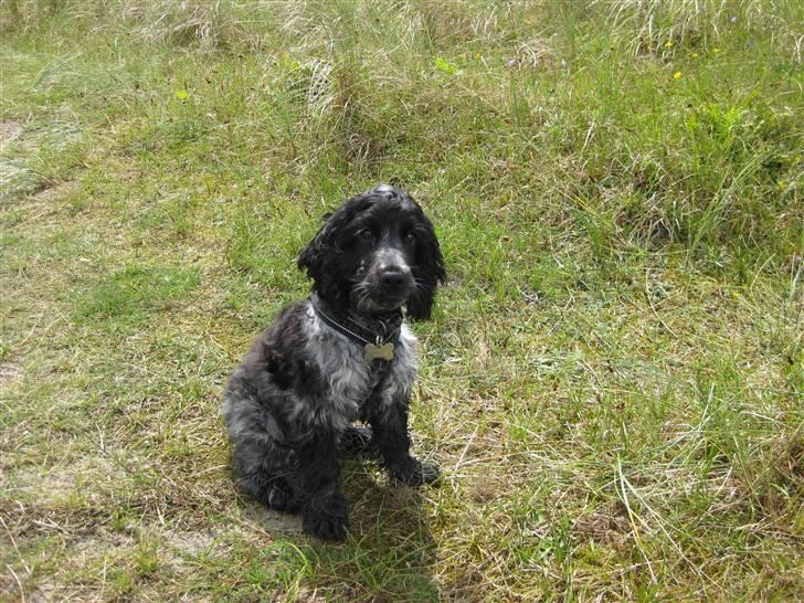 Cocker spaniel Kenzo - Er jeg ikke fin? billede 7