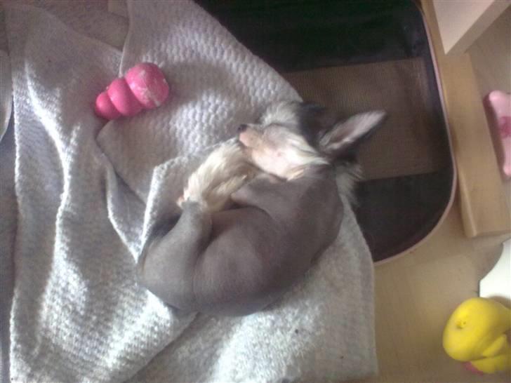 Chinese crested hårløs Kiara - Zzzzz billede 3