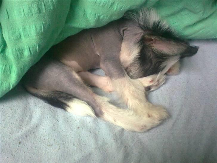 Chinese crested hårløs Kiara - Zzzzz billede 4