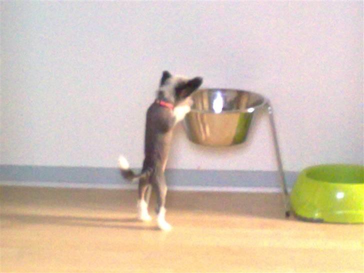 Chinese crested hårløs Kiara - Kiara har besøg af Fighter, Træls med den høje madskål billede 5