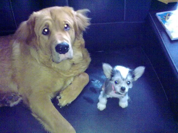 Chinese crested hårløs Kiara - Kiara og Fighter billede 6