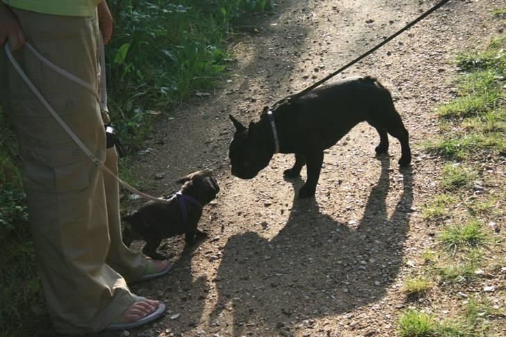 Fransk bulldog Bellis - Lille Bellis og stooore tante Ella  billede 6