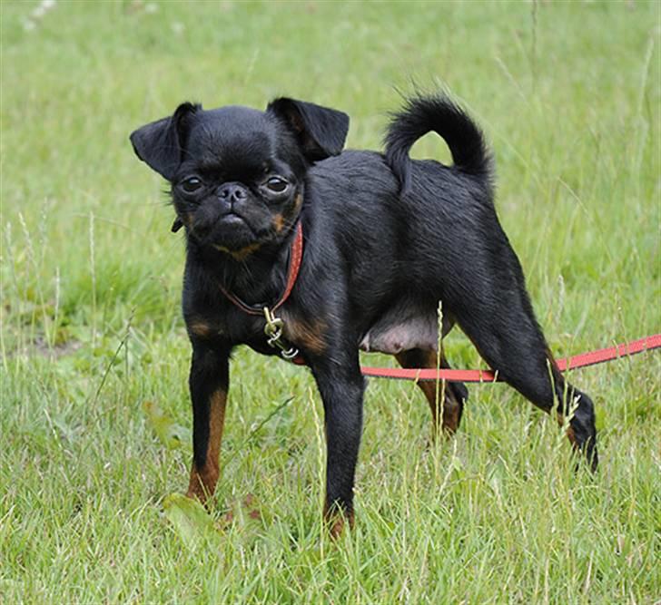 Griffon petit brabancon Goldene Horde Coco - Coco juli 2009. Foto: Betina Nielsen, StarPhoto.dk billede 13