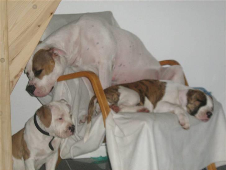 Amerikansk bulldog Dolce&Gabbana billede 20