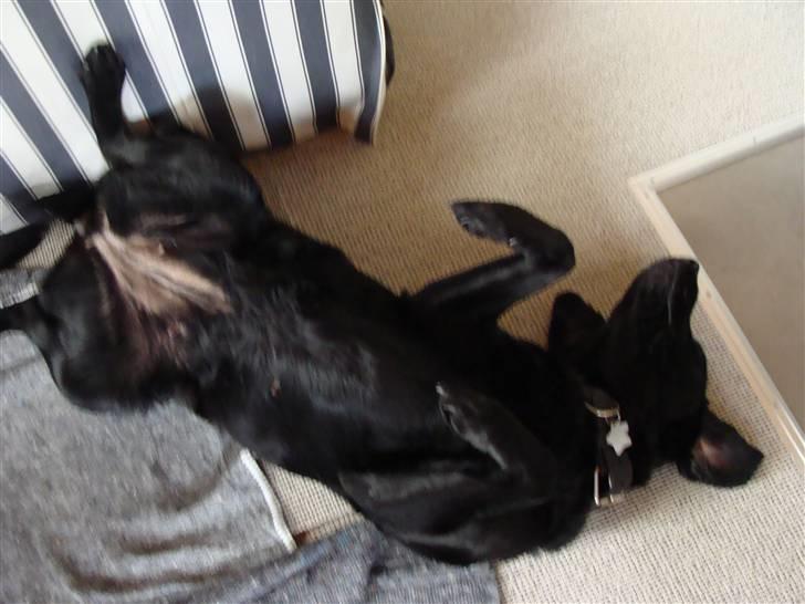 Labrador retriever Bella - Slapper af billede 1