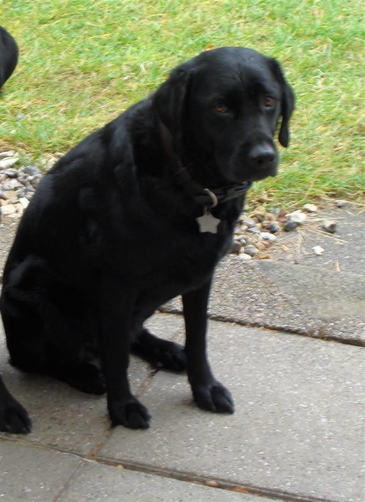 Labrador retriever Bella - Tager du nu billeder igen billede 2