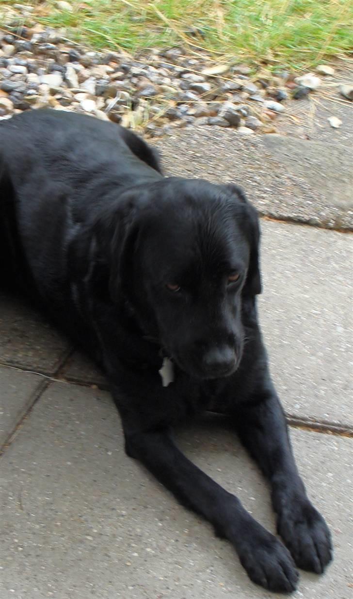 Labrador retriever Bella - Kan ligge pænt billede 3