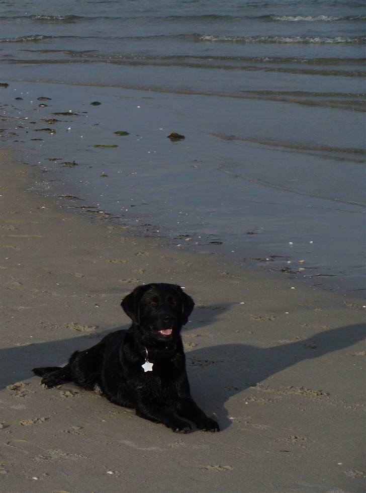 Labrador retriever Bella - Ved stranden billede 4