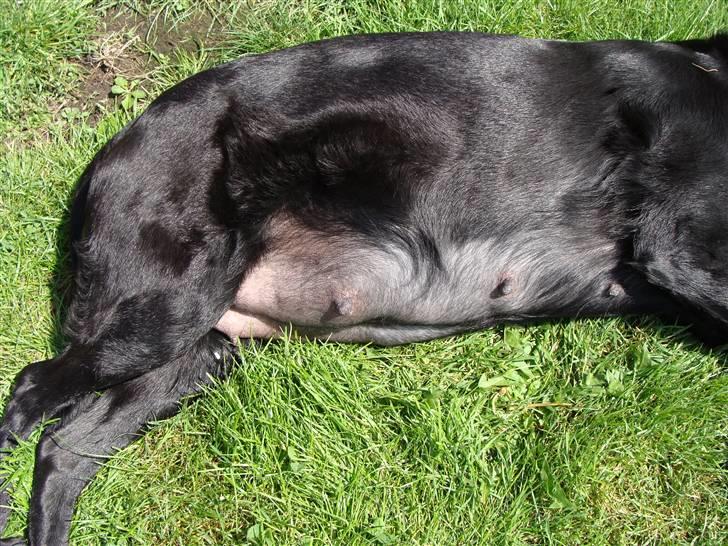 Labrador retriever Bella - Nu fylder hvalpen godt op. Ca 14 dage igen. billede 5