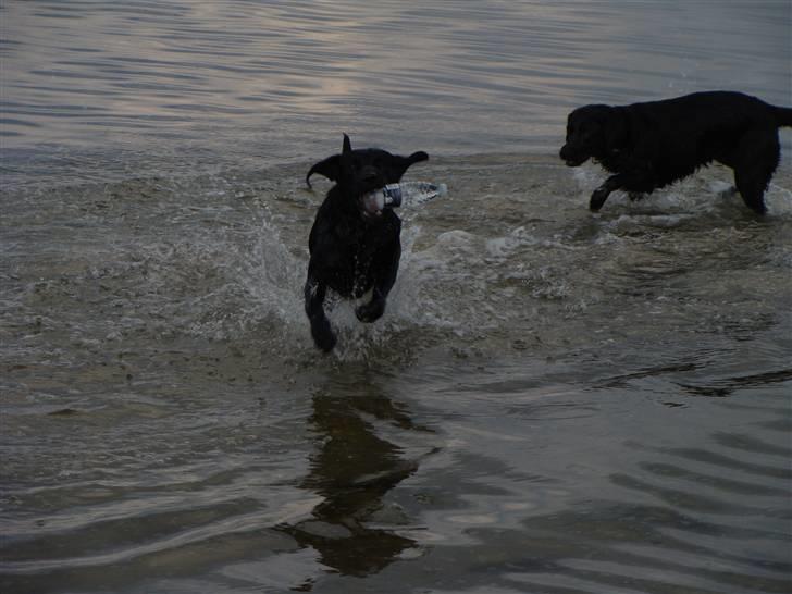 Labrador retriever Bella - Dette er noget af det bedste jeg ved Vand billede 6