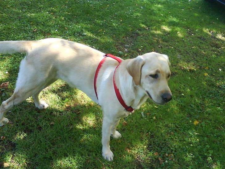 Labrador retriever molly - har du fået øje på noget   :D billede 6
