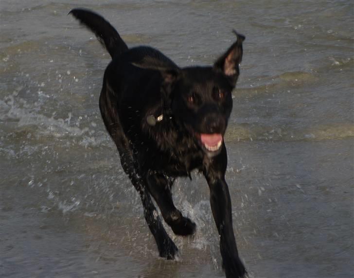 Labrador retriever Aiko - Vild med vand billede 1