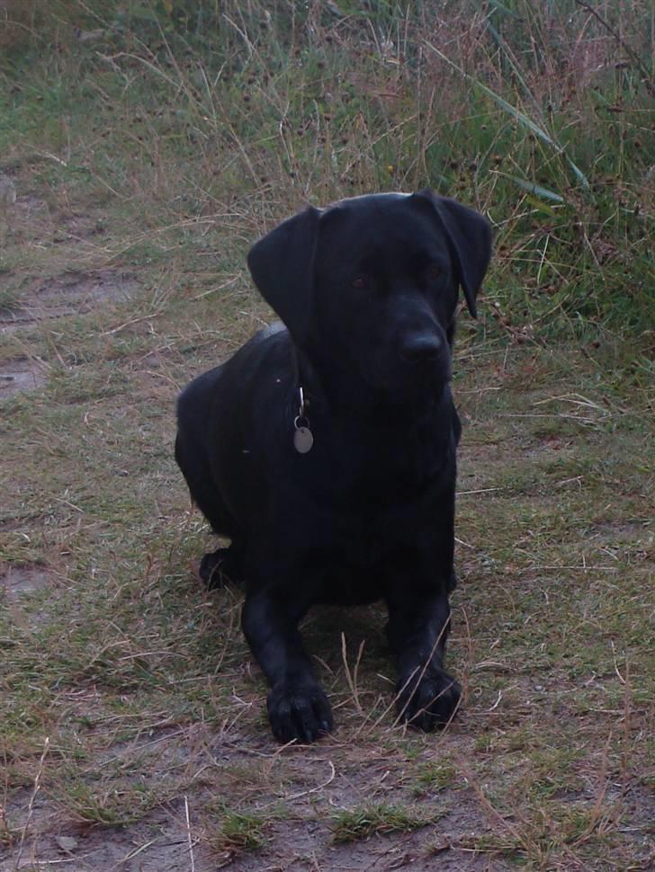 Labrador retriever Aiko - Se, er jeg ikke dygtigt billede 2