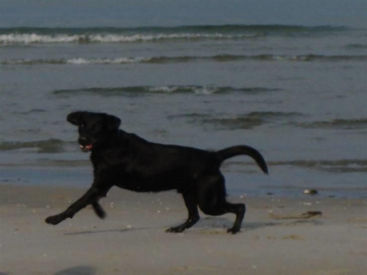 Labrador retriever Aiko - Kan også hoppe billede 3