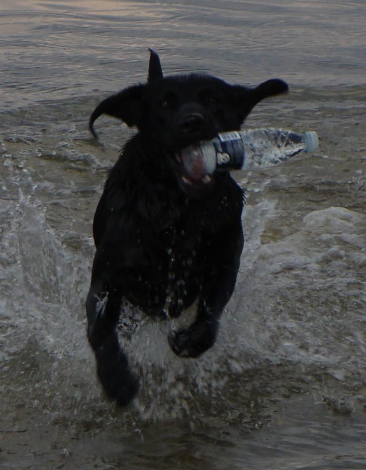 Labrador retriever Aiko - Far siger  apport, her kommer jeg billede 4