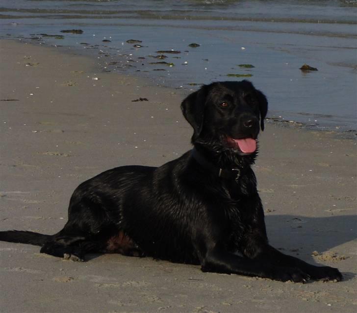 Labrador retriever Aiko - Kan også ligge pænt, selv om der er måger i vandet billede 5