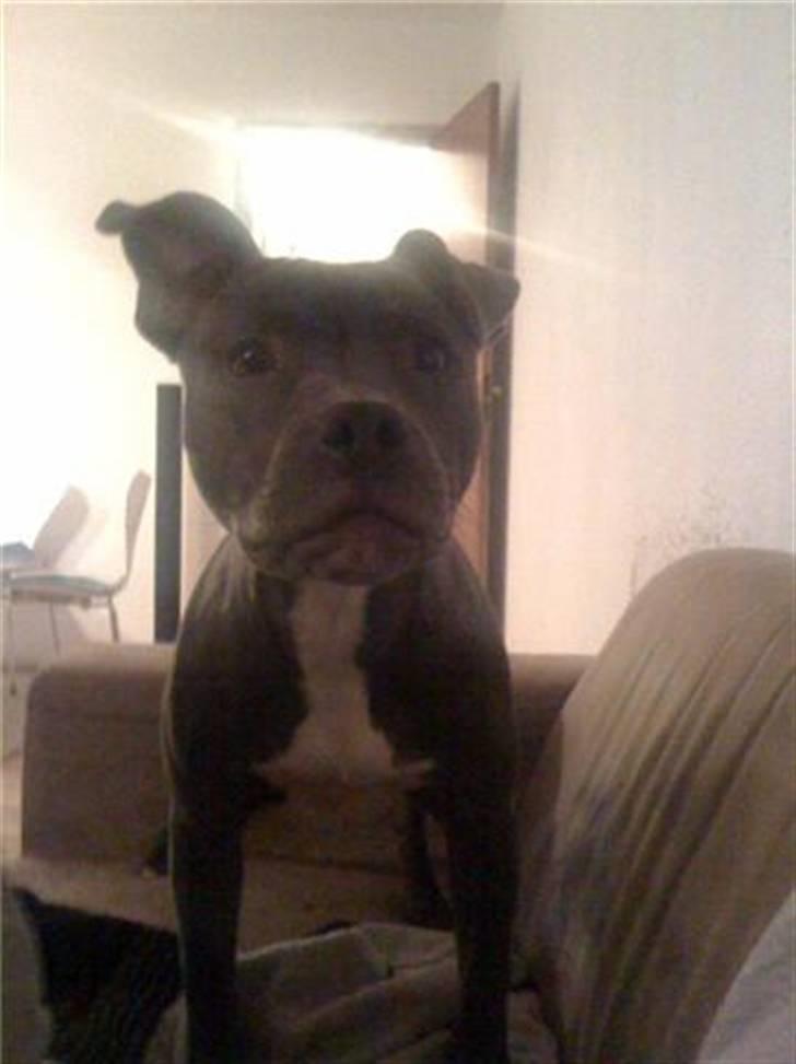 Staffordshire bull terrier Bentley billede 13