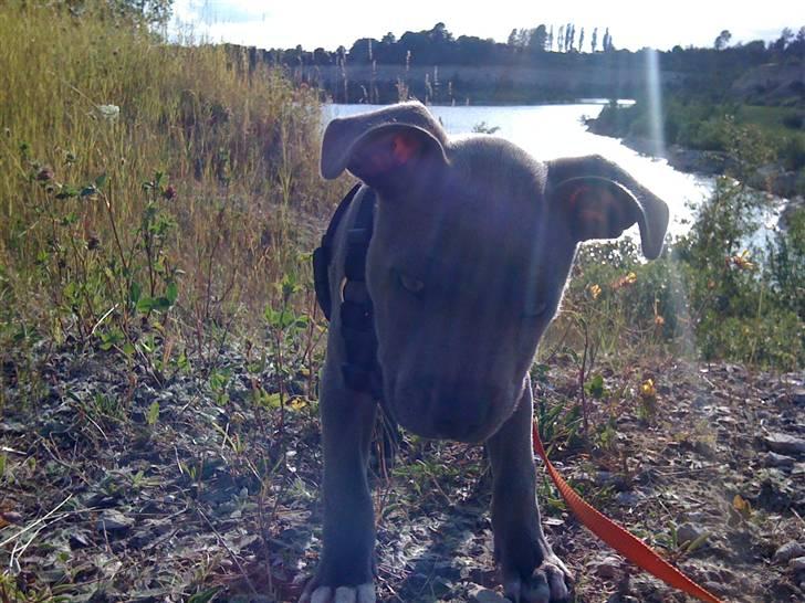 Staffordshire bull terrier Bentley billede 14