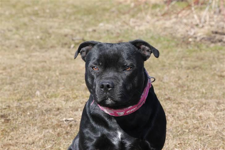 Staffordshire bull terrier Bodil - Bodil snart 2år og en dame. billede 1
