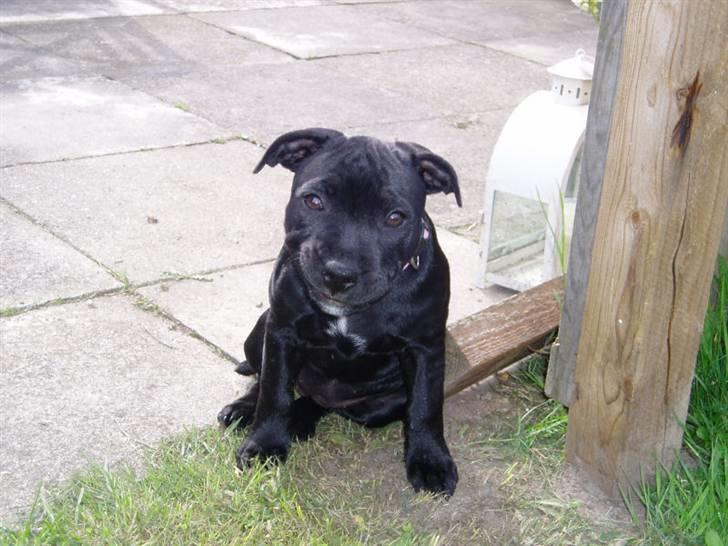 Staffordshire bull terrier Bodil billede 2
