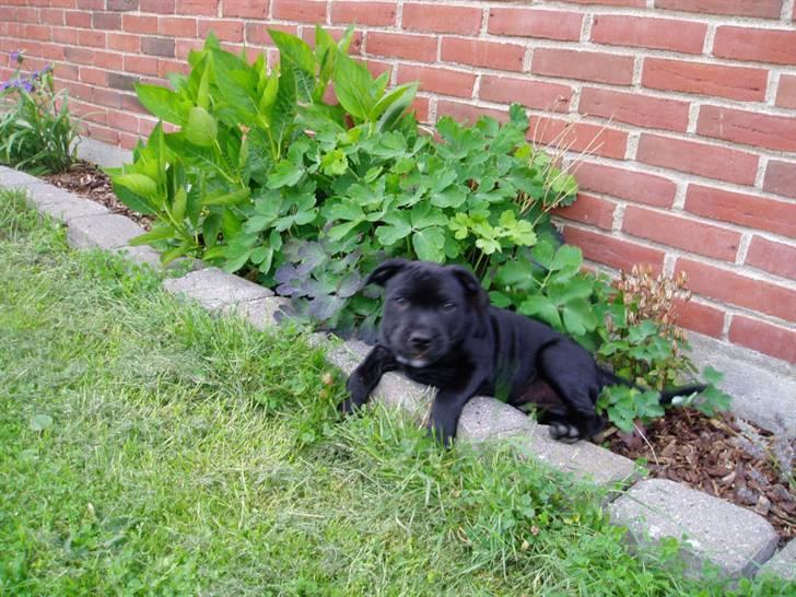 Staffordshire bull terrier Bodil billede 3