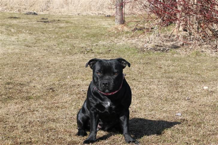 Staffordshire bull terrier Bodil - Bodil næsten 2 år. billede 4