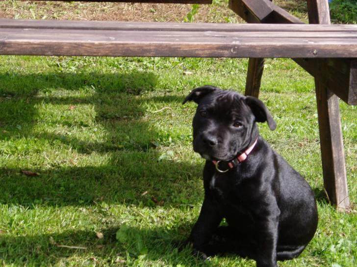 Staffordshire bull terrier Bodil billede 5