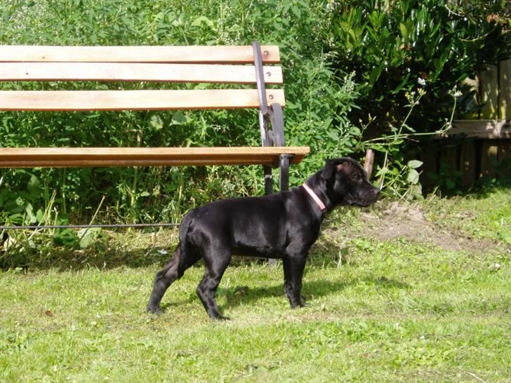 Staffordshire bull terrier Bodil billede 6