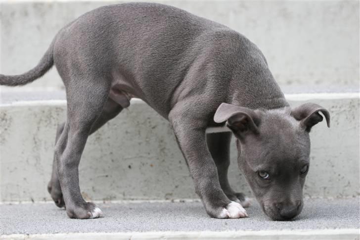 Staffordshire bull terrier Bentley billede 17