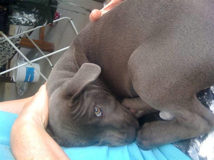 Staffordshire bull terrier Bentley billede 18