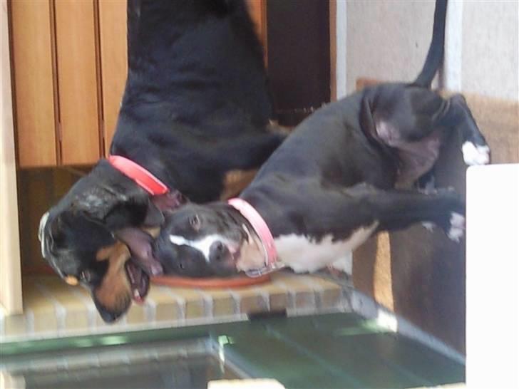 Amerikansk staffordshire terrier Lilo - luk os nu bare ind tak billede 14