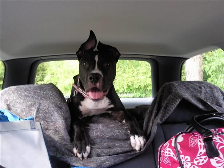 Amerikansk staffordshire terrier Lilo - uhh bare så fedt at køre bil, men mor og far siger der skal et net op næste gang øv bøv billede 15