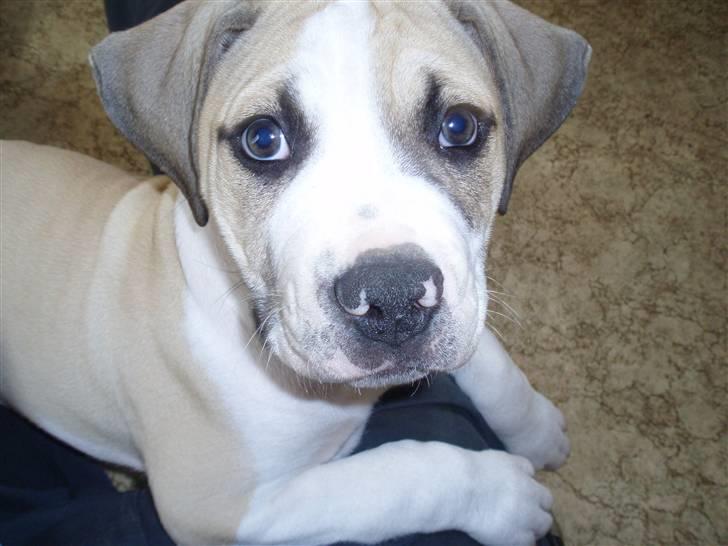 Amerikansk bulldog Hector billede 1