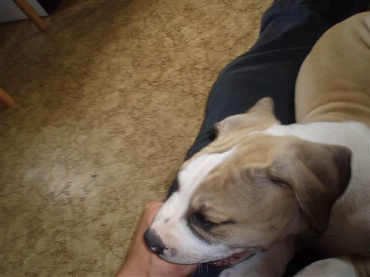 Amerikansk bulldog Hector billede 2