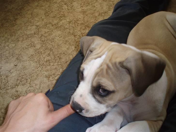 Amerikansk bulldog Hector billede 3