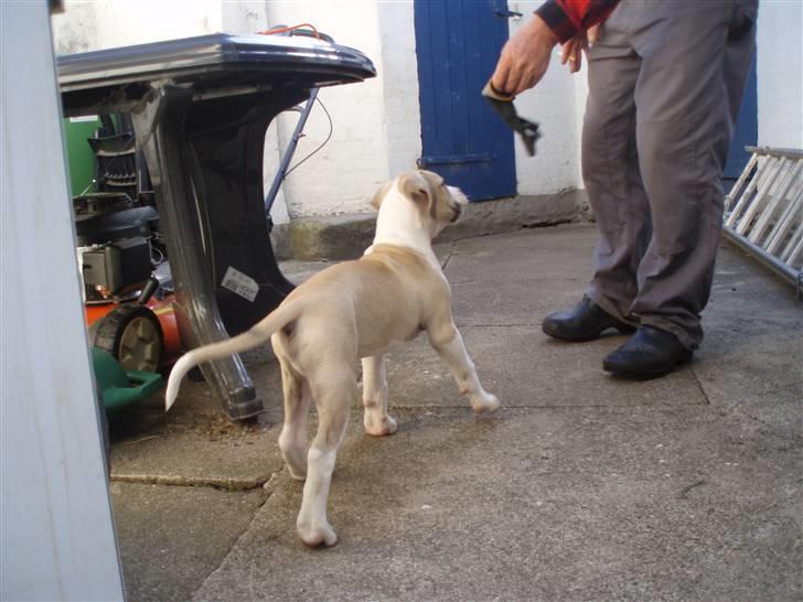 Amerikansk bulldog Hector billede 4