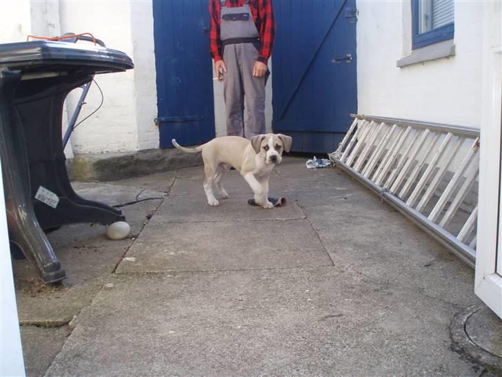 Amerikansk bulldog Hector billede 5